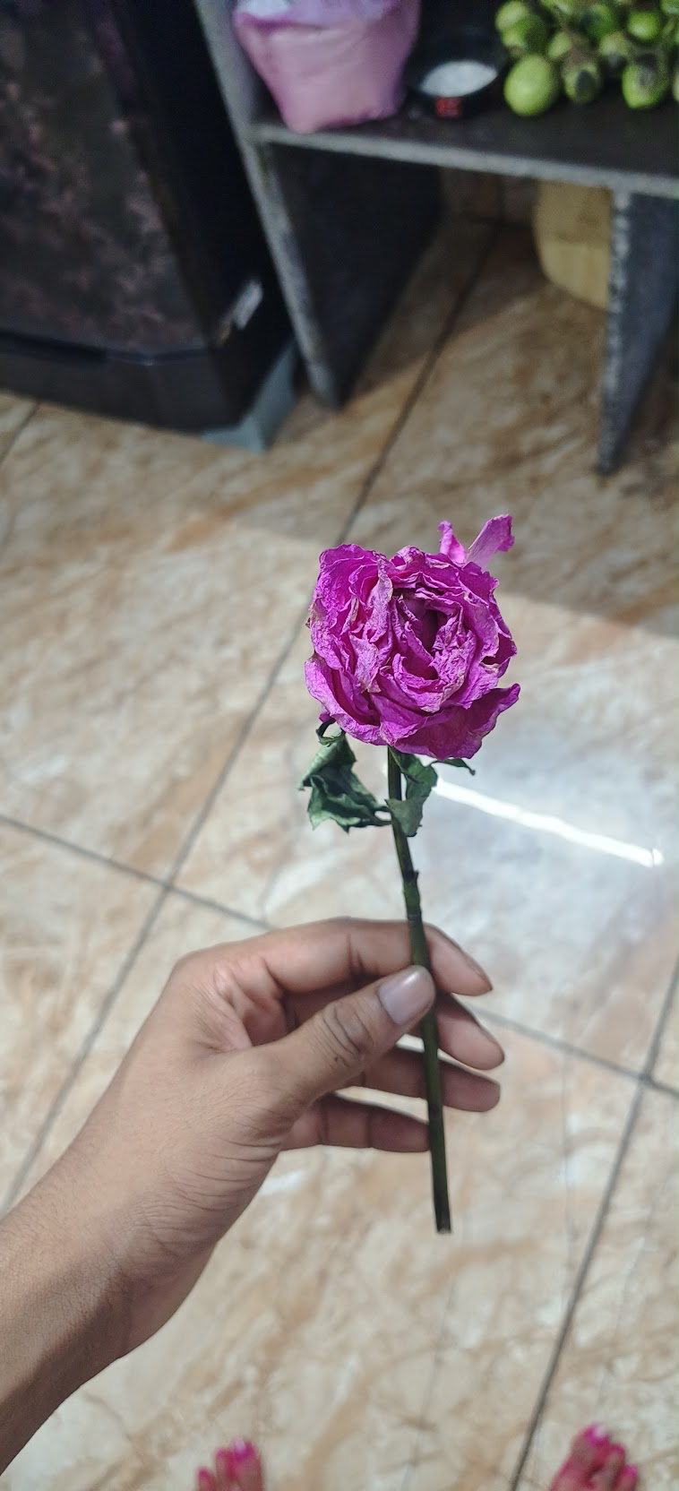 Dried rose